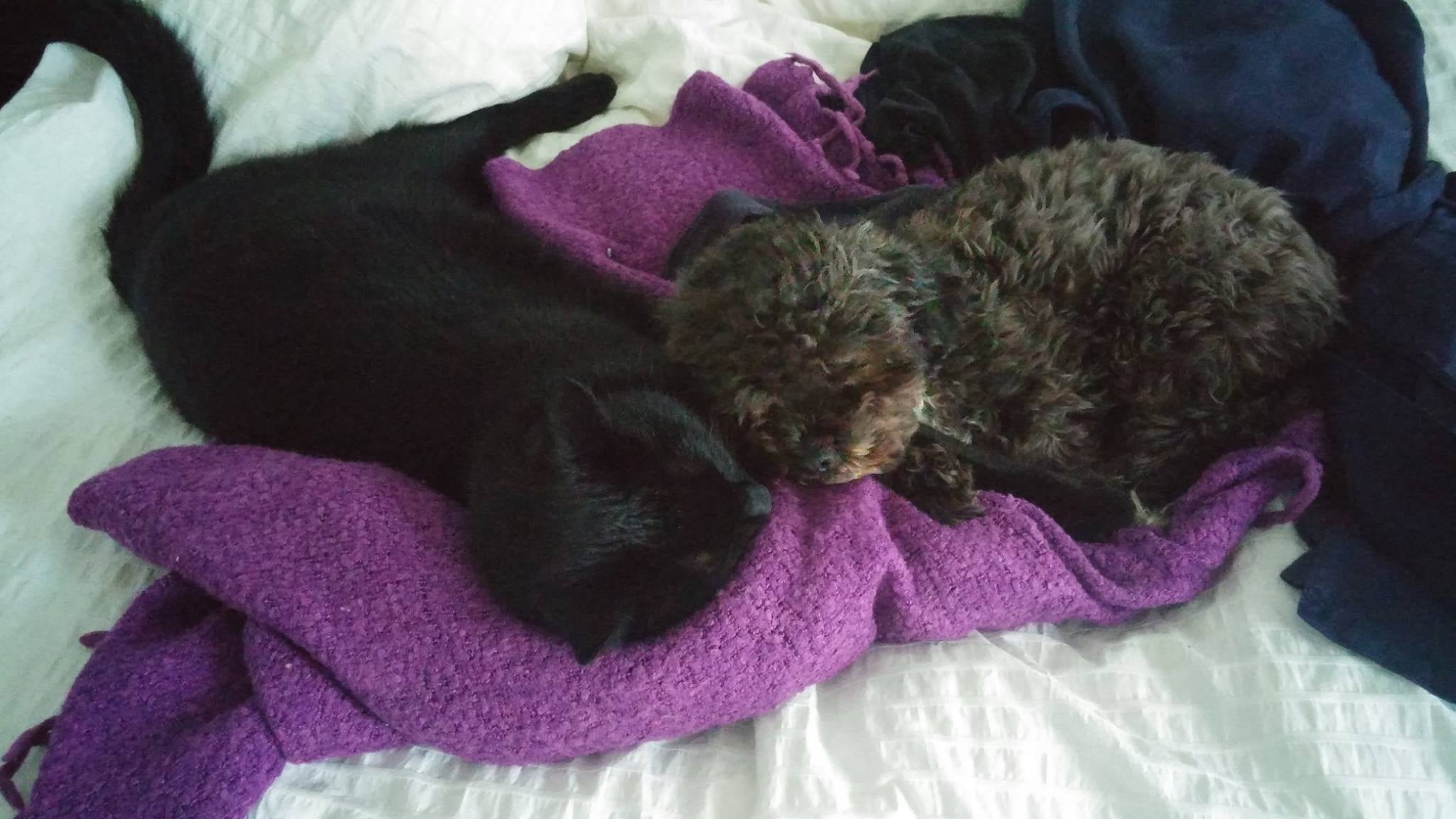 stanley and lulu