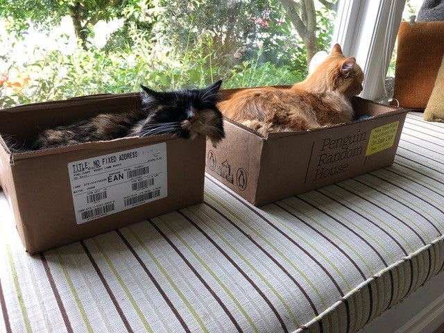 susin nielsen_cats