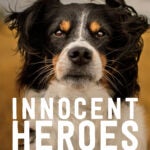 Innocent Heroes-paperback